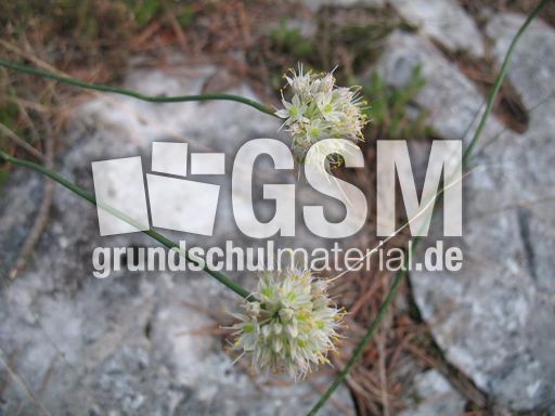 Italien Friaul Kliffe von Duino Rilke-Weg 015.JPG